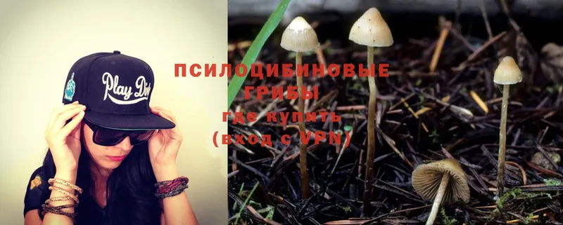 купить наркоту  Бабушкин  Псилоцибиновые грибы Magic Shrooms 